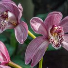 Orchideen X - Berggarten Hannover