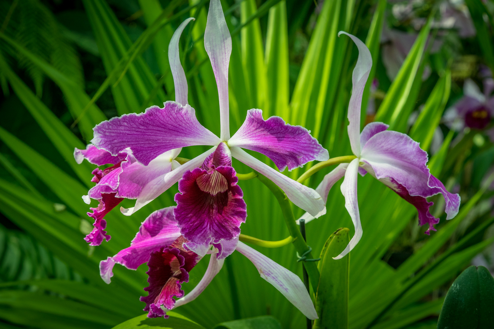 Orchideen XI - Berggarten Hannover