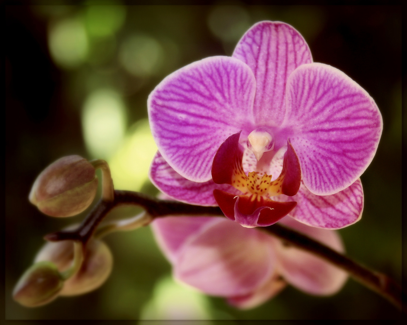 ~Orchideen XI~