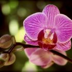 ~Orchideen XI~