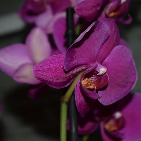 Orchideen Zauber