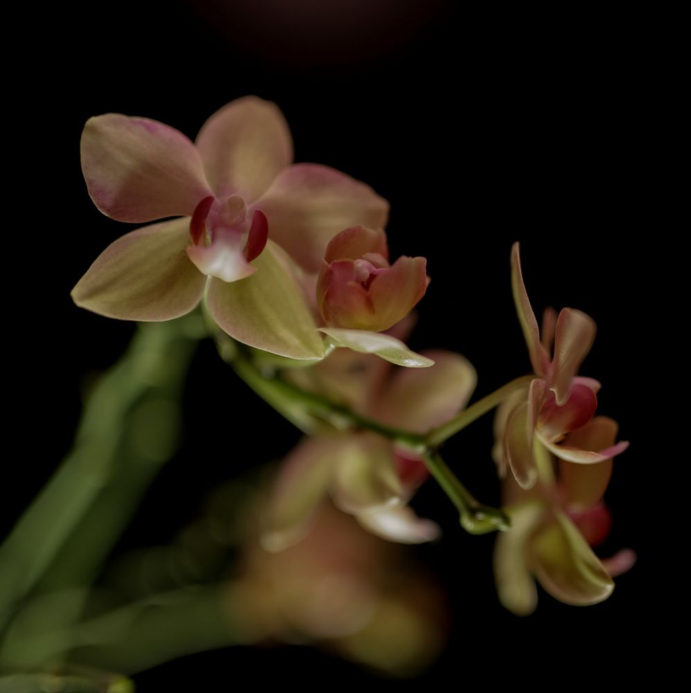 Orchideen zuhause