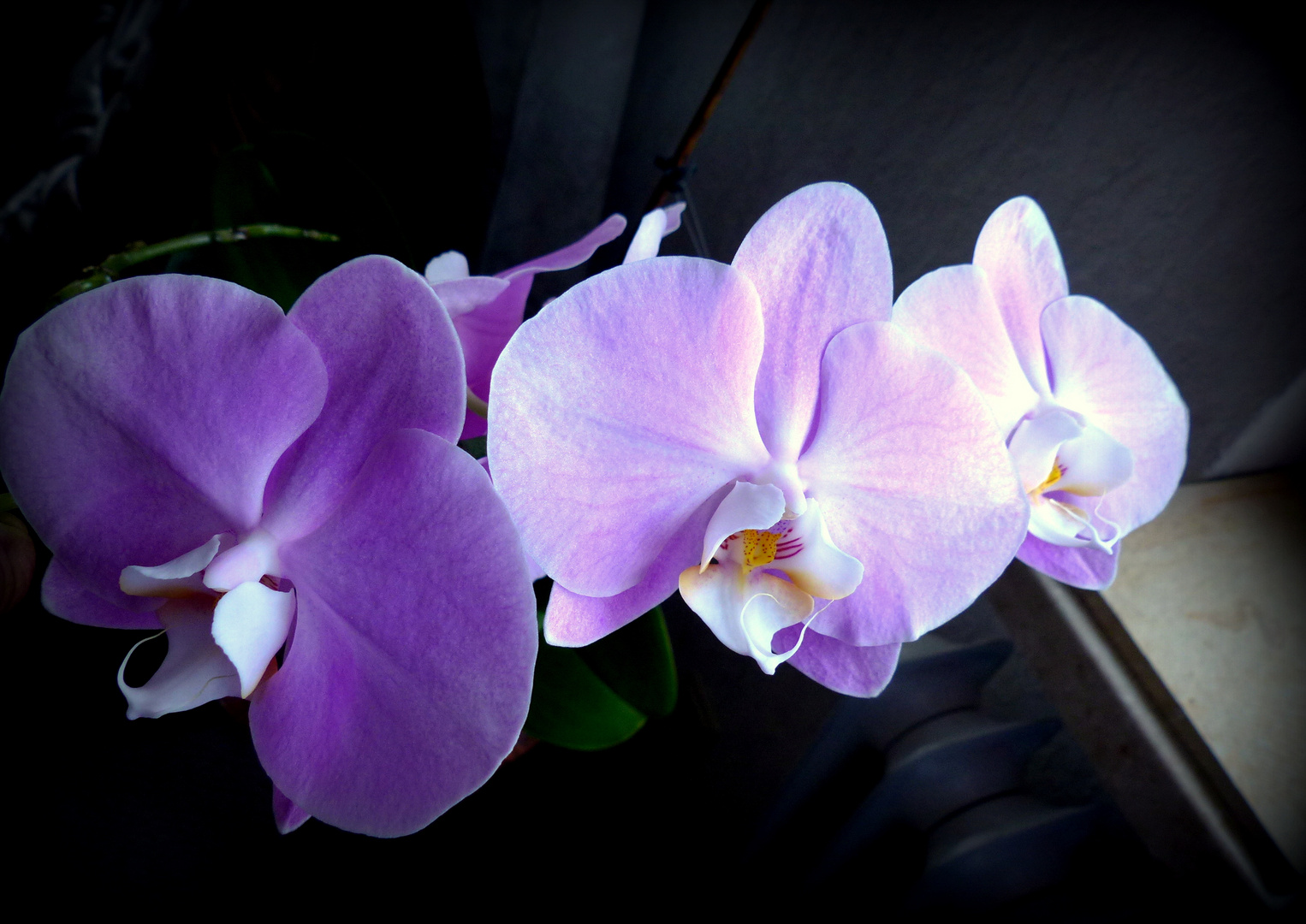 Orchideen zum Mittwoch