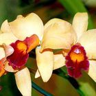 Orchideen zum Muttertag
