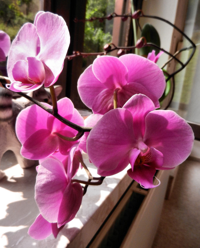 Orchideen zum Sonntag