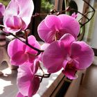 Orchideen zum Sonntag