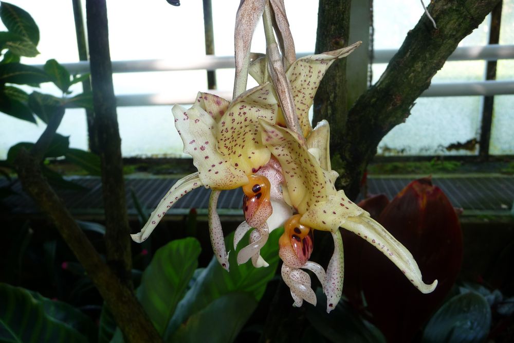Orchideen - Zweisamkeit