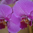 Orchideen-Zwilling