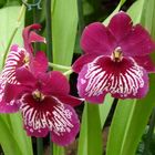 Orchideen002