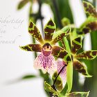 Orchideen_01