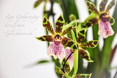 Orchideen_01