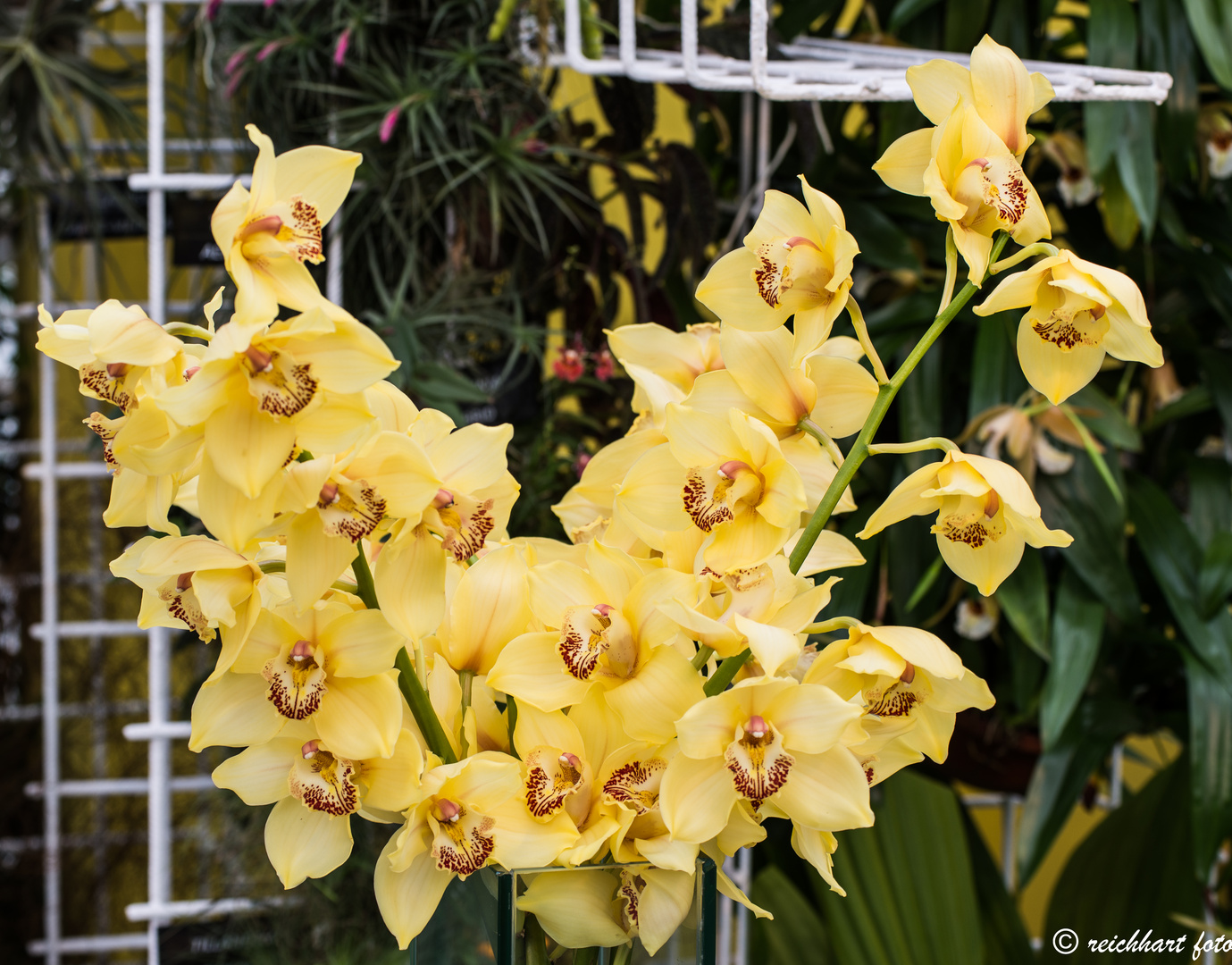 Orchideen_04