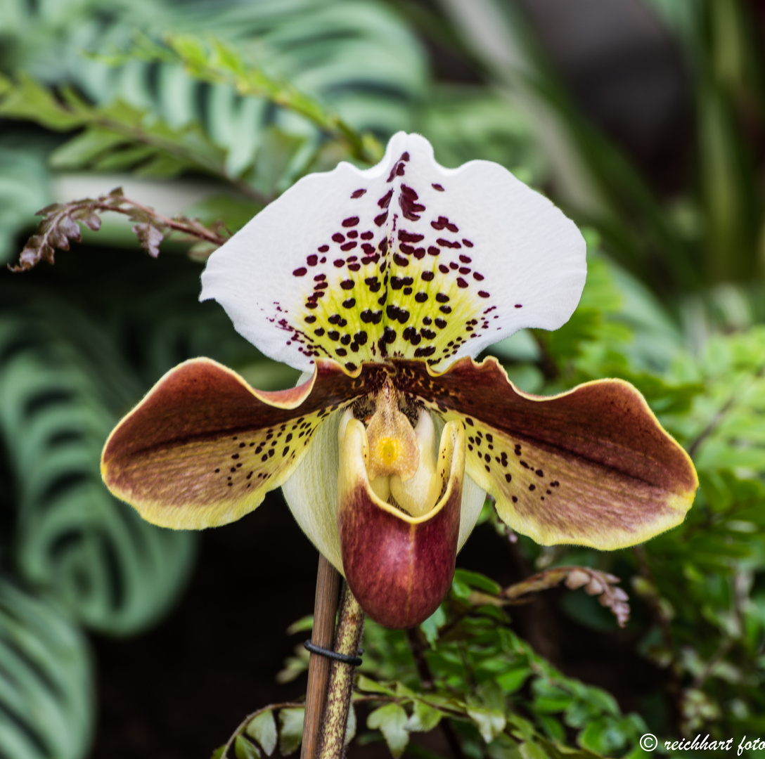 Orchideen_05