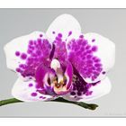 Orchideen1