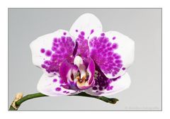 Orchideen1