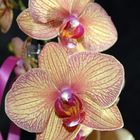 Orchideen1