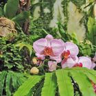 Orchideen_1