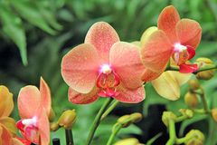 Orchideen_2