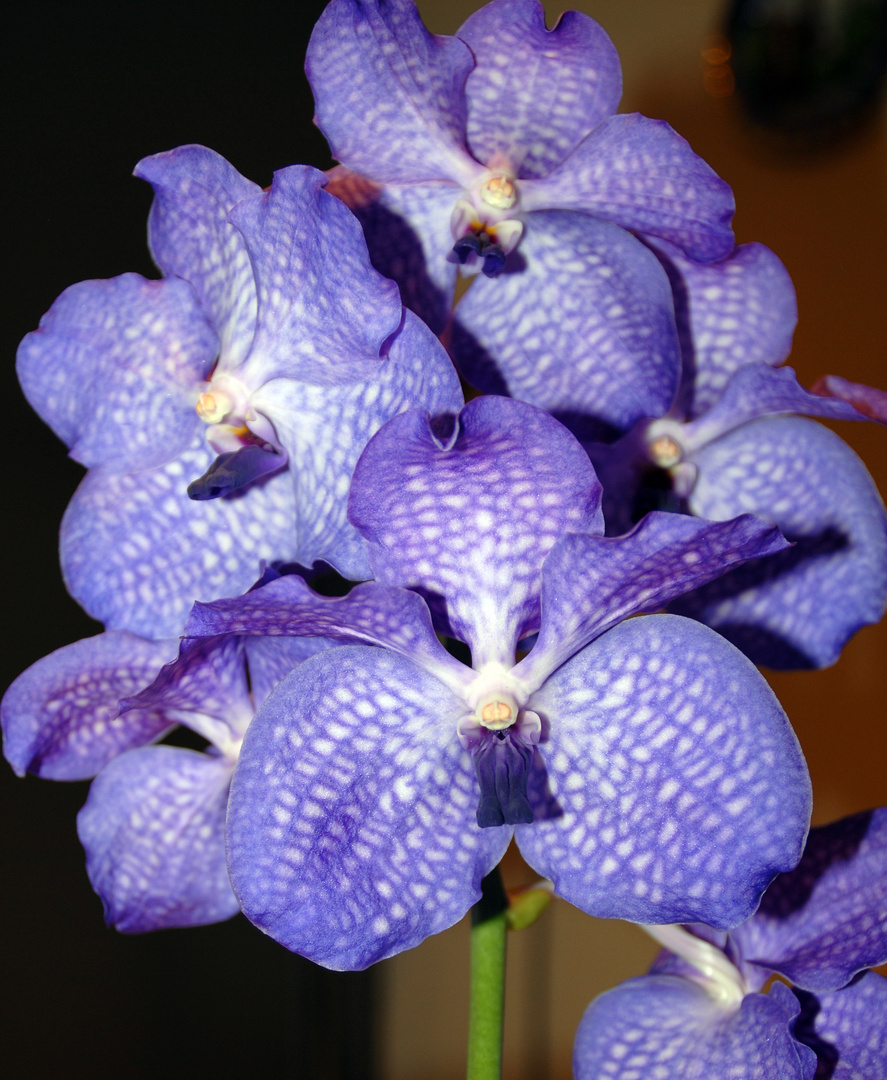 Orchideen2