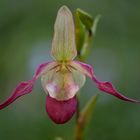 Orchideen.2