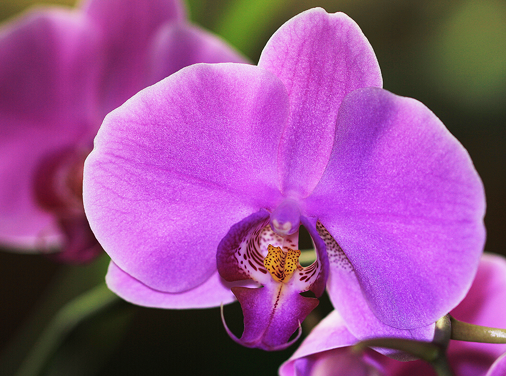 Orchideen..2