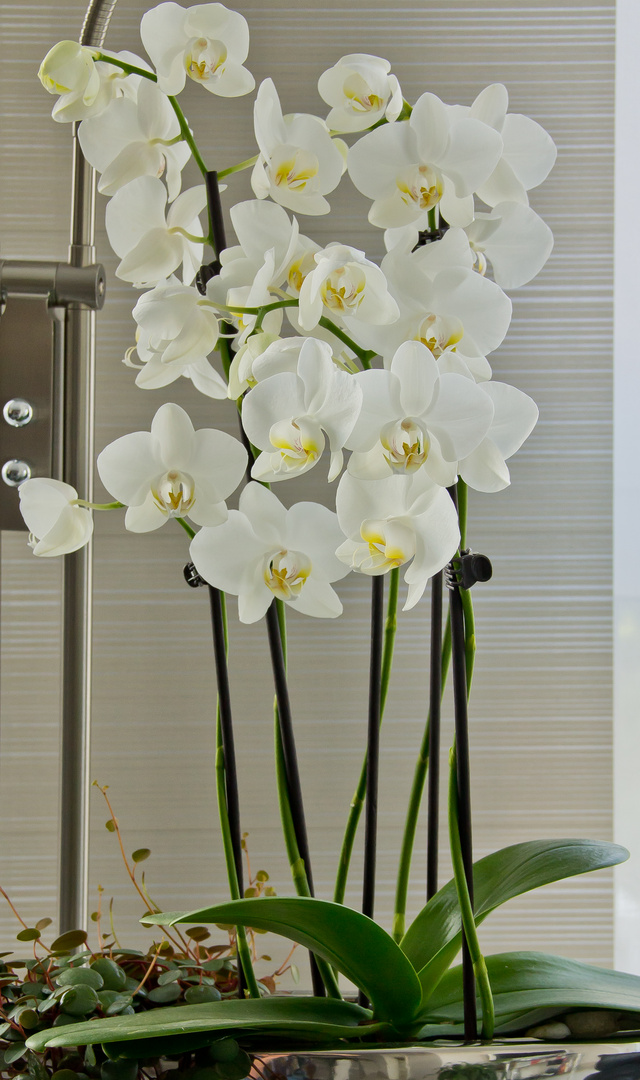 Orchideenarrangement