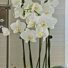 Orchideenarrangement