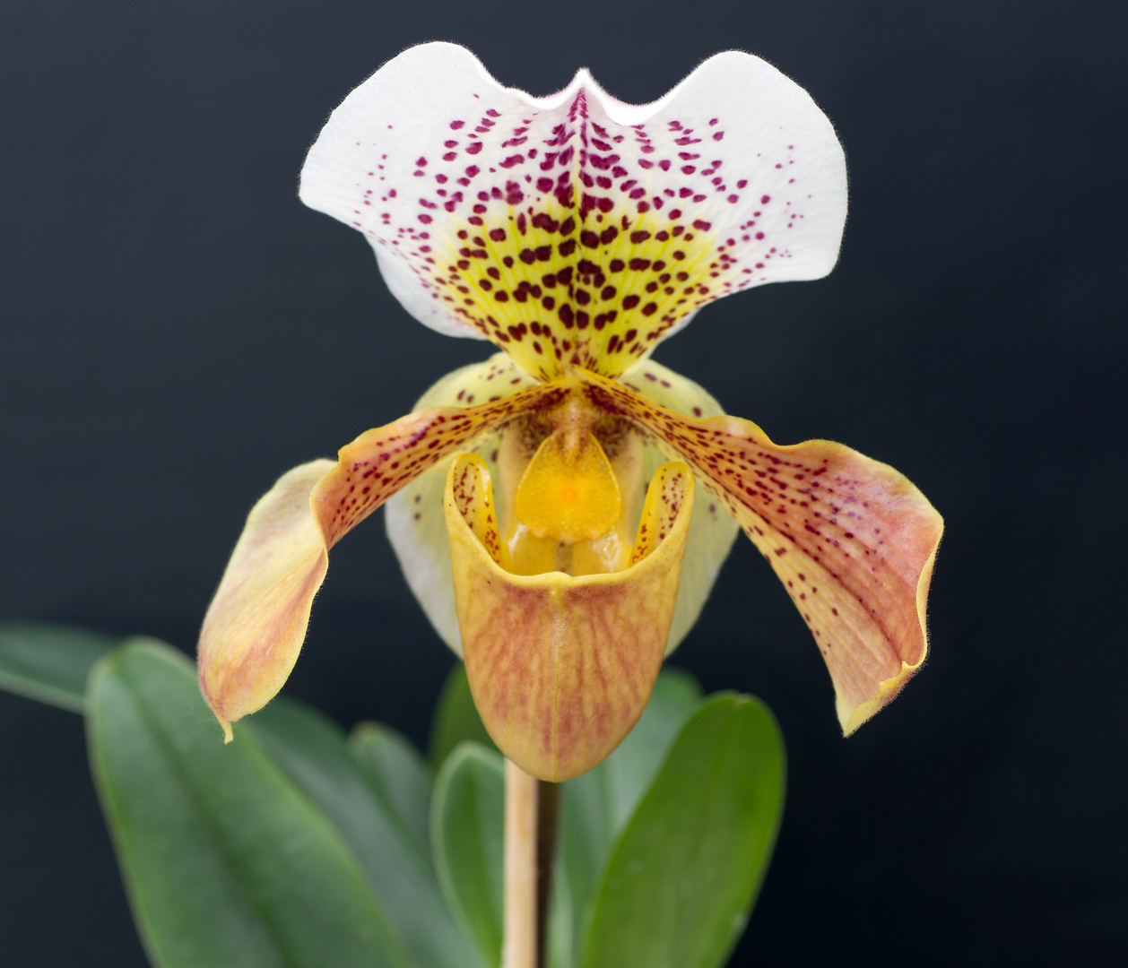 Orchideenaufnahme