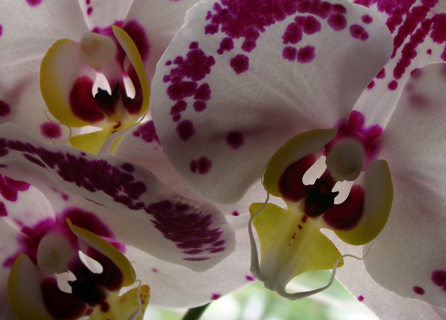 Orchideenaugen