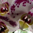 Orchideenaugen