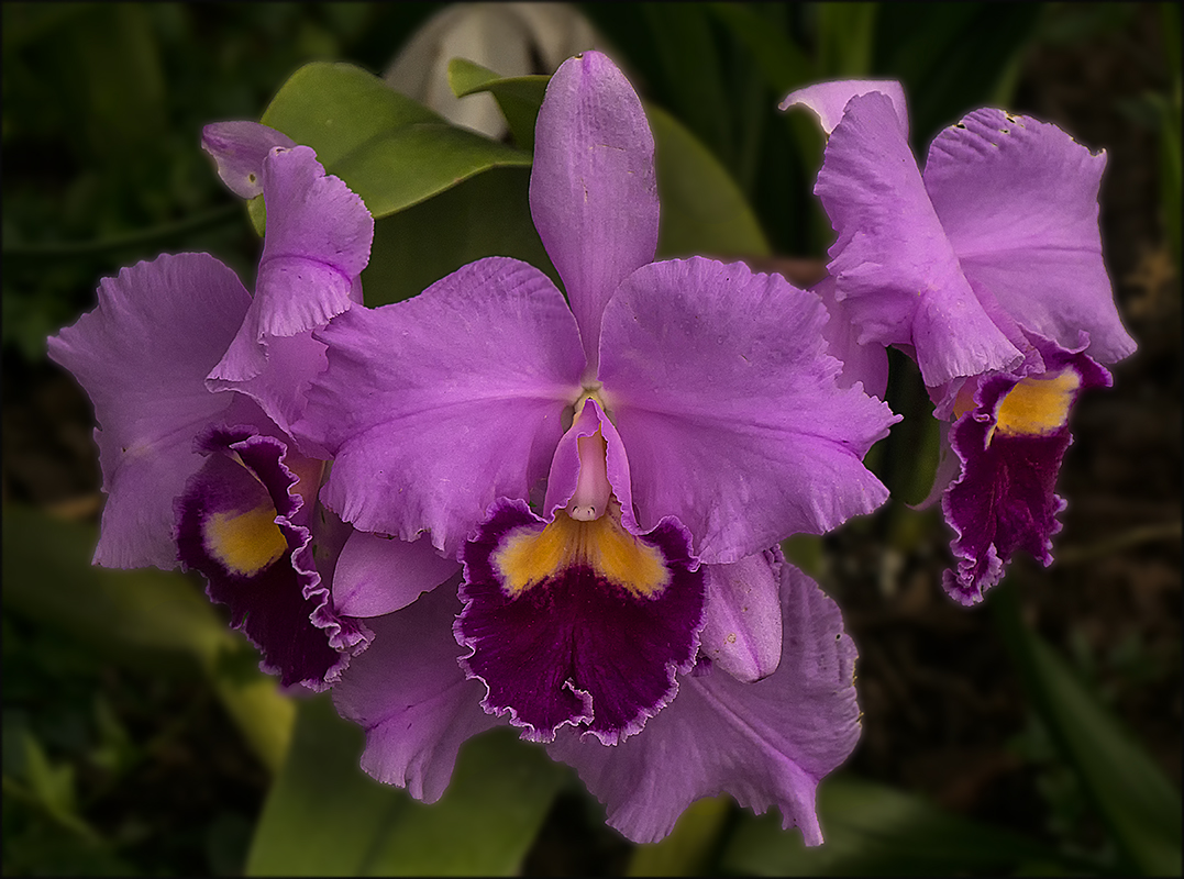 Orchideenausstellung 1