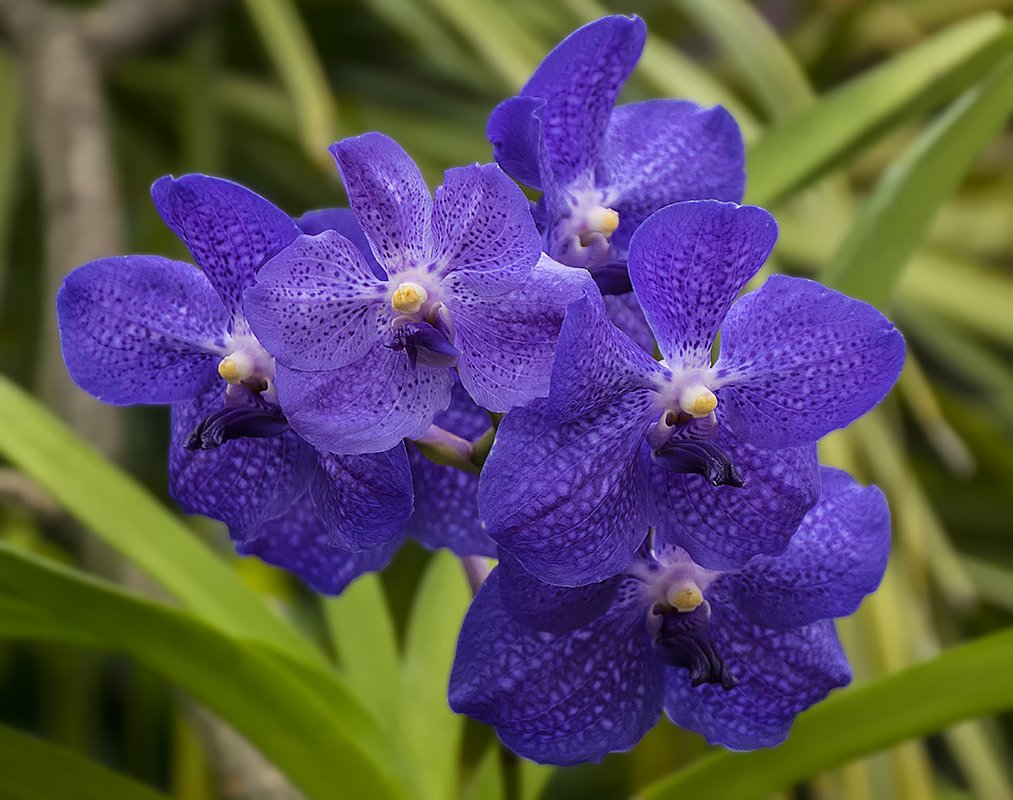 Orchideenausstellung 2