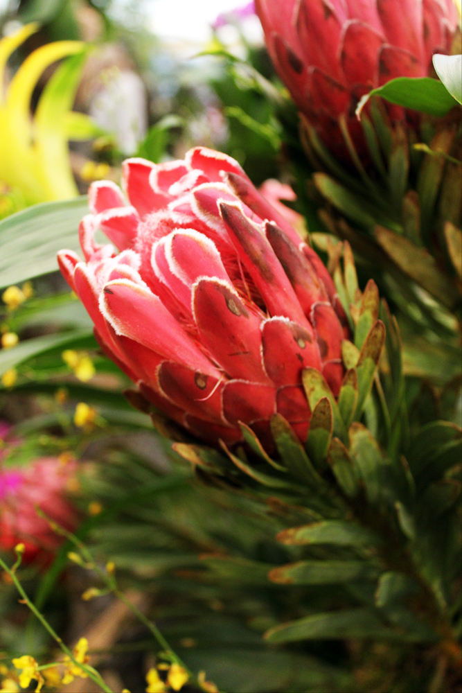 Orchideenausstellung 2013