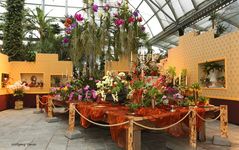 Orchideenausstellung 2016 auf der Insel Mainau XVI