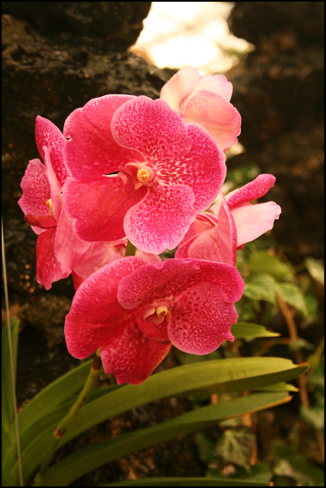 Orchideenausstellung 3