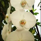 Orchideenausstellung 4