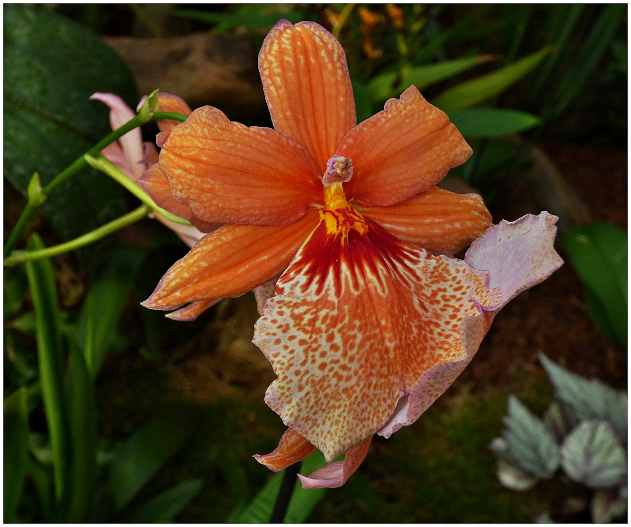 Orchideenausstellung