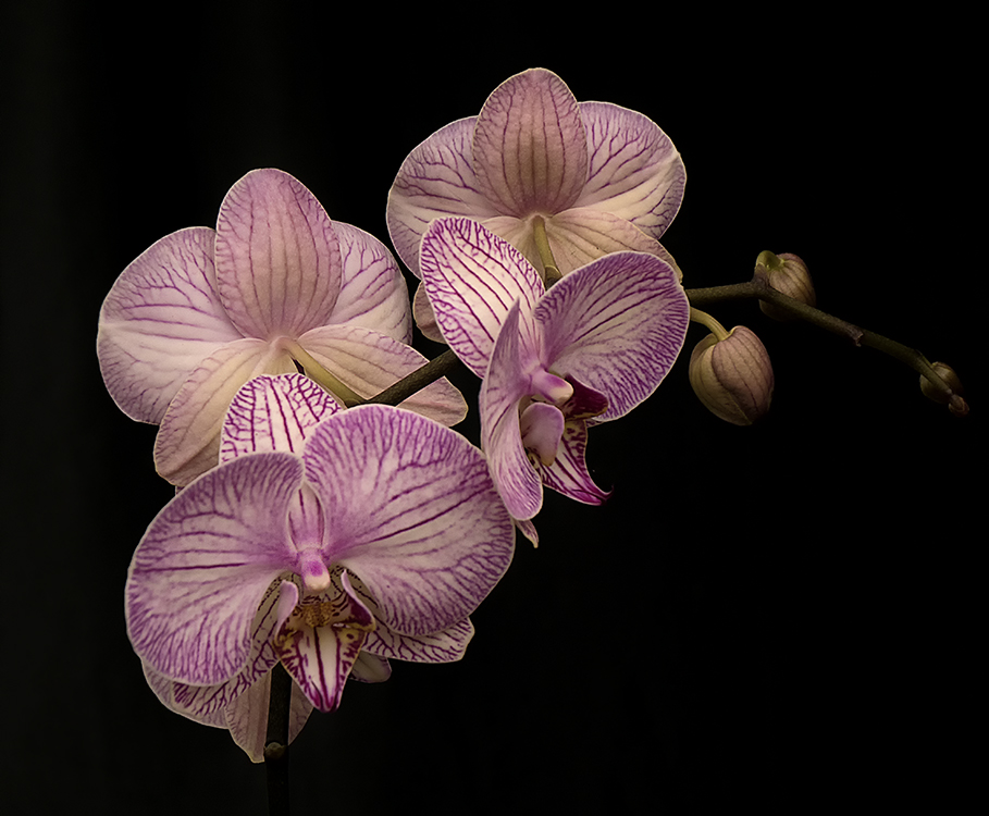 Orchideenausstellung