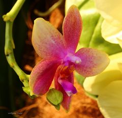 Orchideenausstellung auf der Insel Mainau