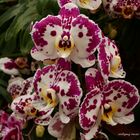 Orchideenausstellung auf der Insel Mainau 2016 I