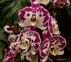 Orchideenausstellung auf der Insel Mainau 2016 I