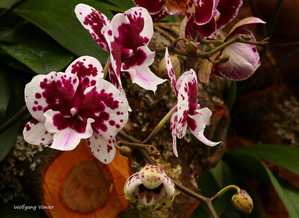 Orchideenausstellung auf der Insel Mainau 2016 II