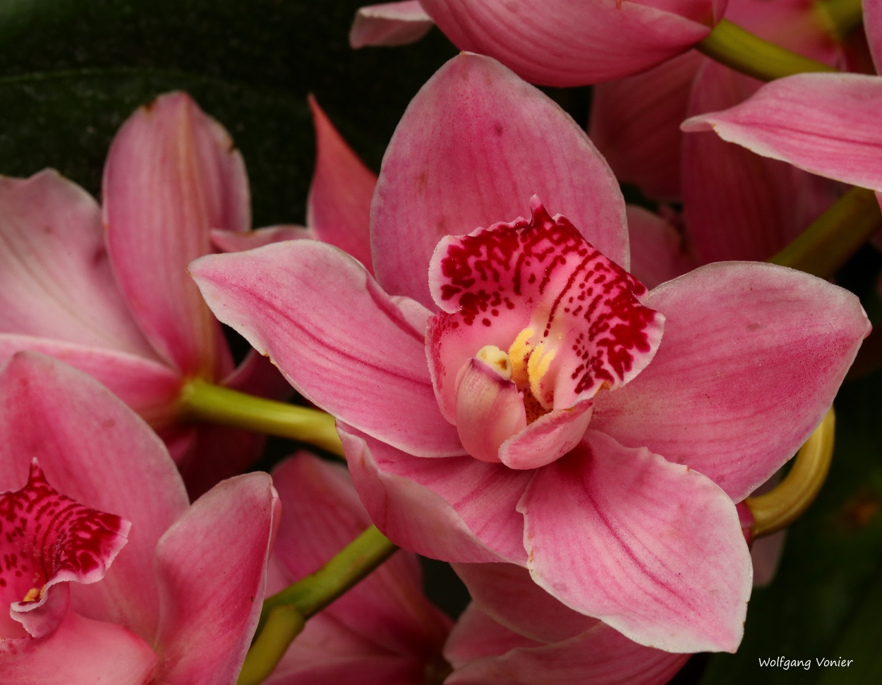 Orchideenausstellung auf der Insel Mainau 2016 III