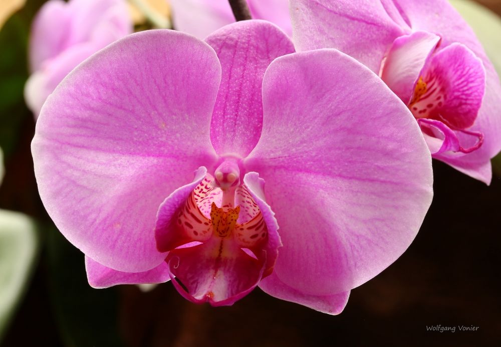 Orchideenausstellung auf der Insel Mainau 2016 IV