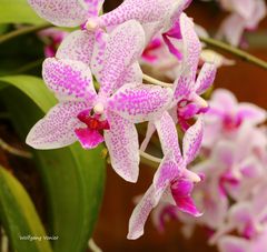 Orchideenausstellung auf der Insel Mainau 2016 V