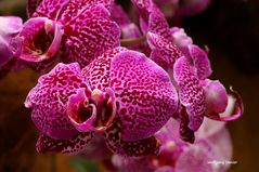 Orchideenausstellung auf der Insel Mainau 2016 VI