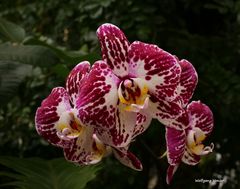 Orchideenausstellung auf der Insel Mainau 2016 VII