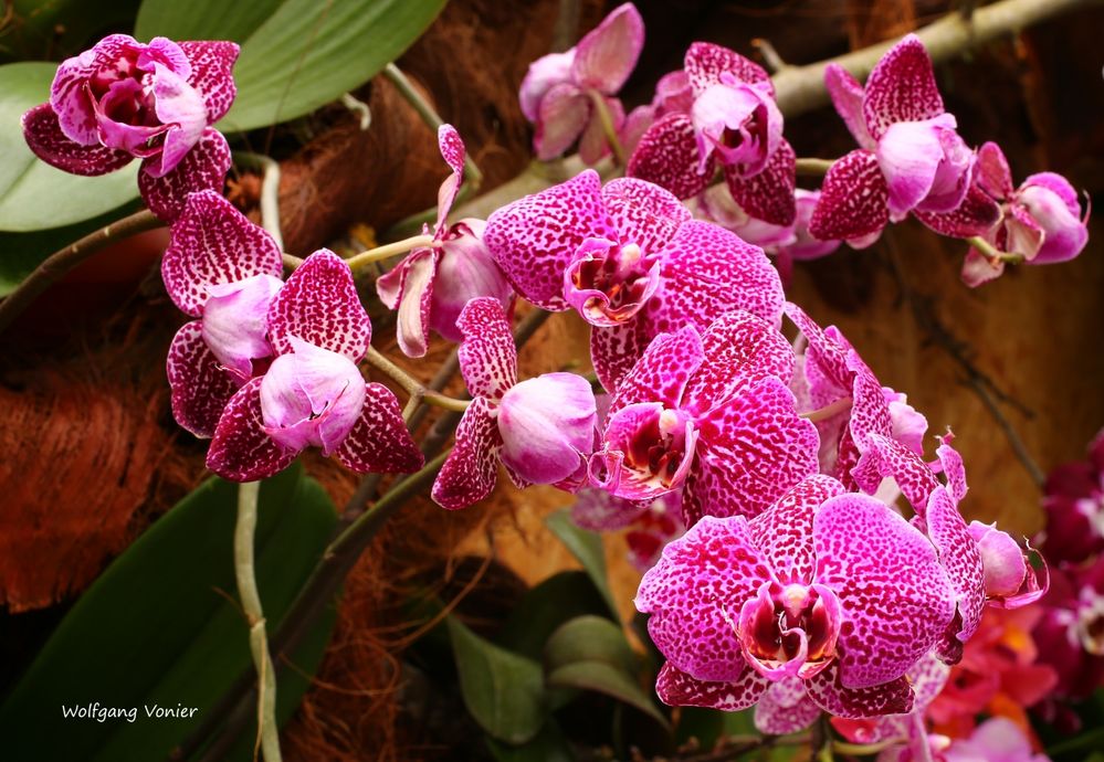 Orchideenausstellung auf der Insel Mainau 2016 VIII