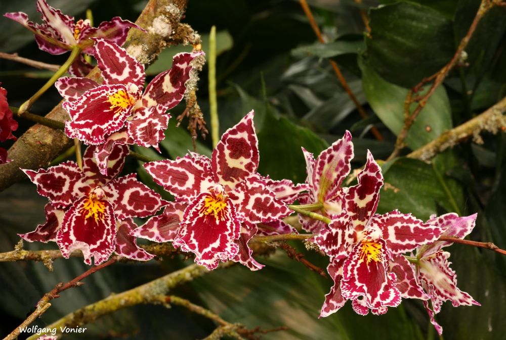 Orchideenausstellung auf der Insel Mainau 2016 VIIII