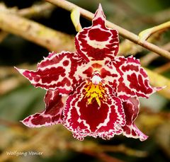 Orchideenausstellung auf der Insel Mainau 2016 XI